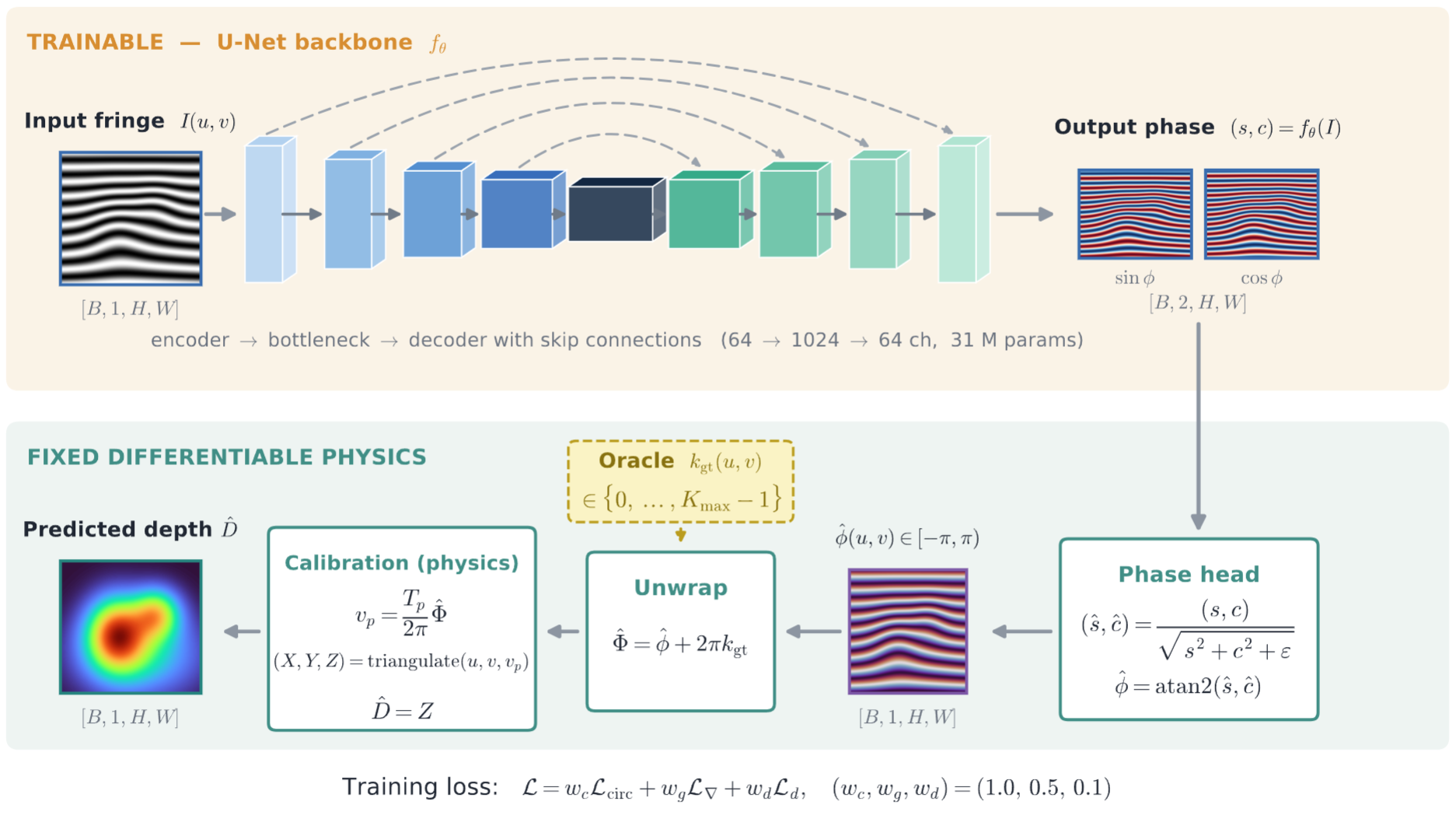 PhiCalNet architecture: trainable U-Net phase prediction over a fixed differentiable physics decoder (unwrap, calibrate, triangulate)